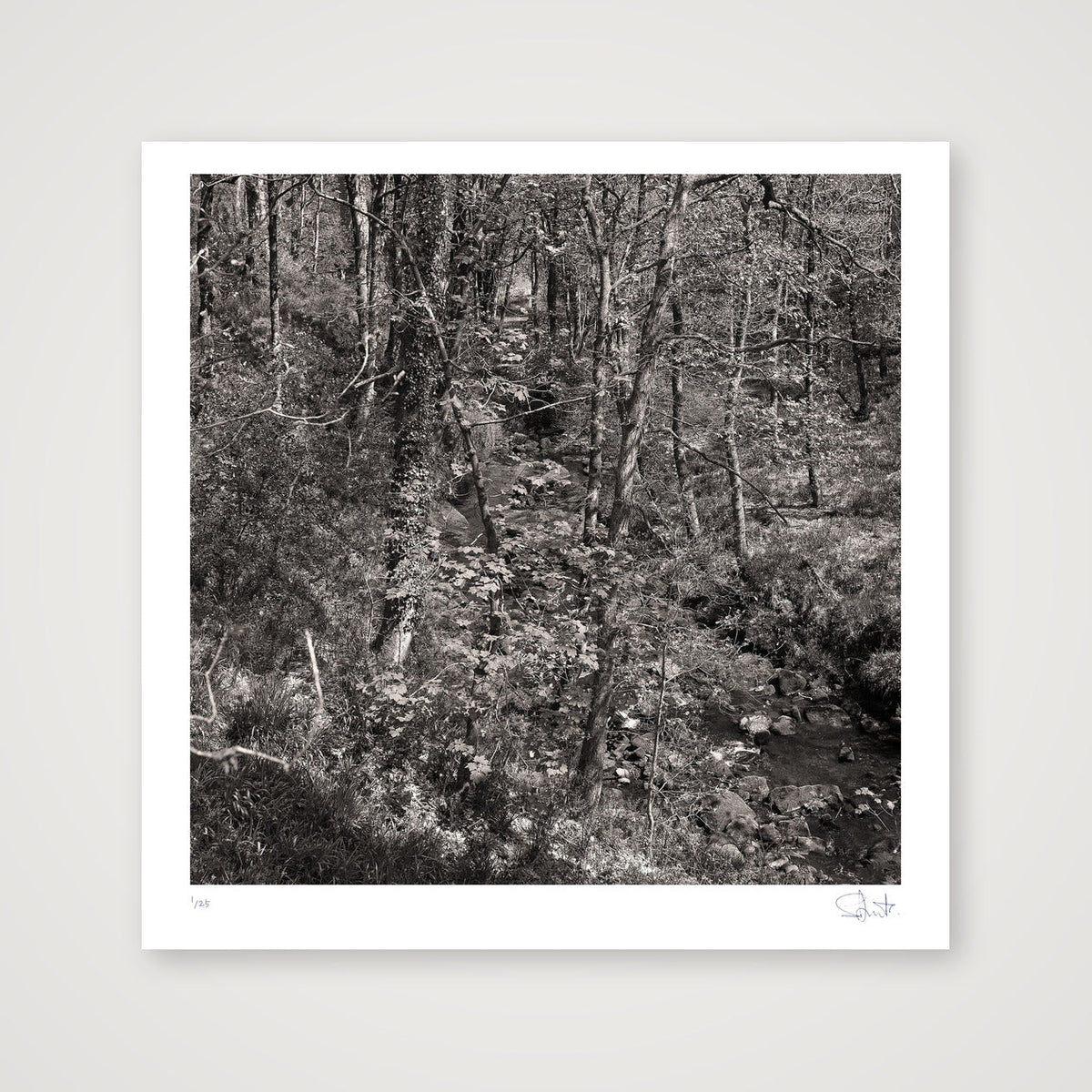 Colden woods, 2023 — 50×50cm, 20×20" Print only