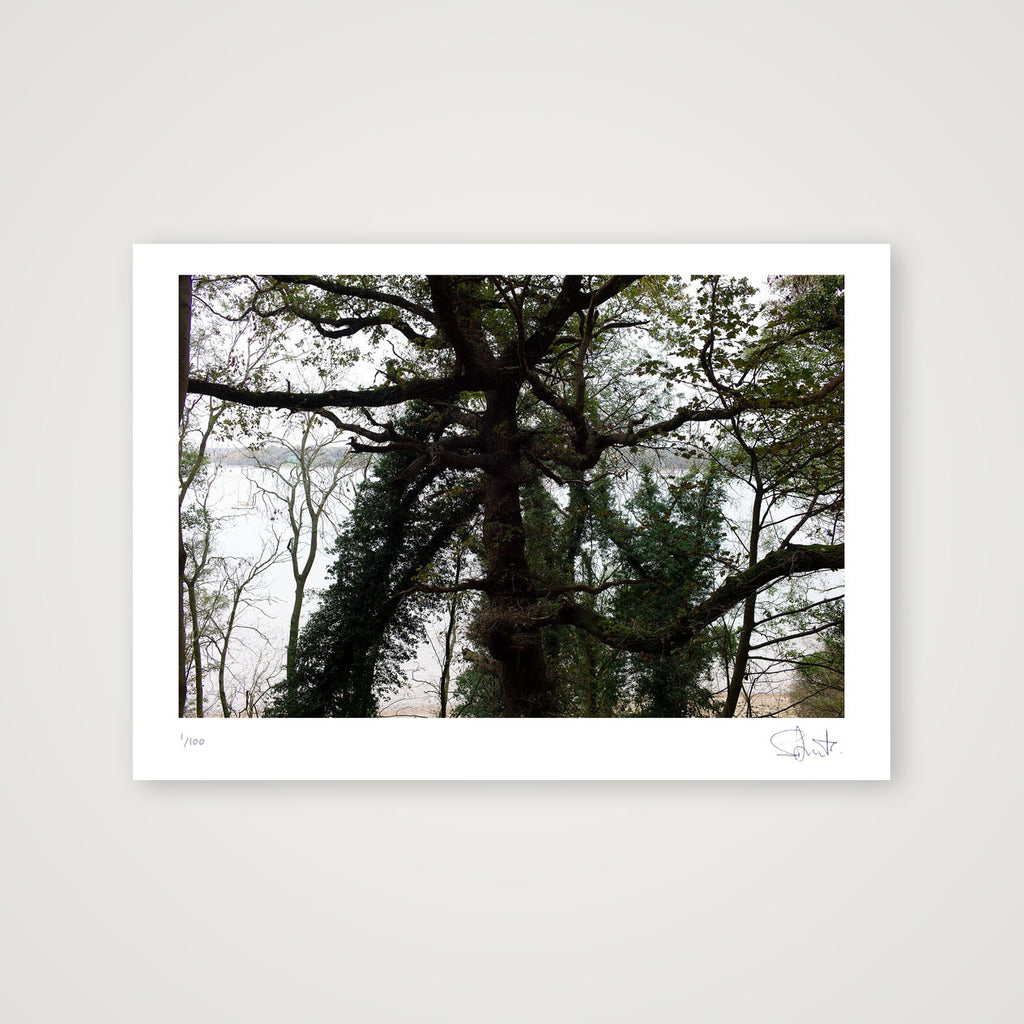 Tree. Suffolk, 2020 — A4 (30×21cm, 12×8") Print only