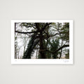 Tree. Suffolk, 2020 — A4 (30×21cm, 12×8") Print only