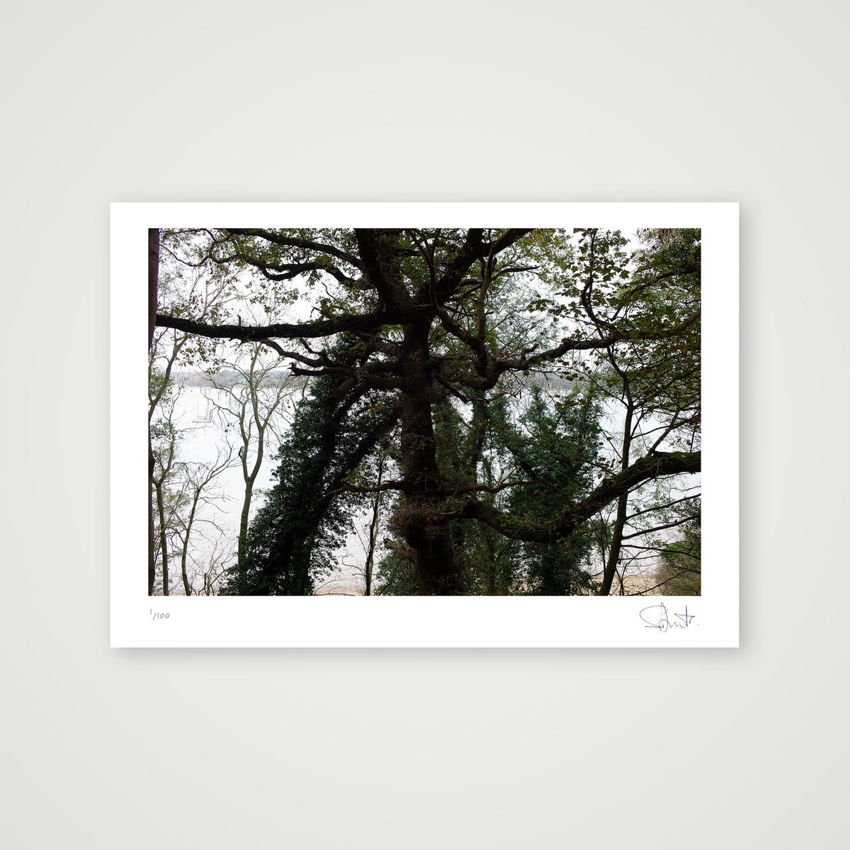 Tree. Suffolk, 2020 — A4 (30×21cm, 12×8") Print only