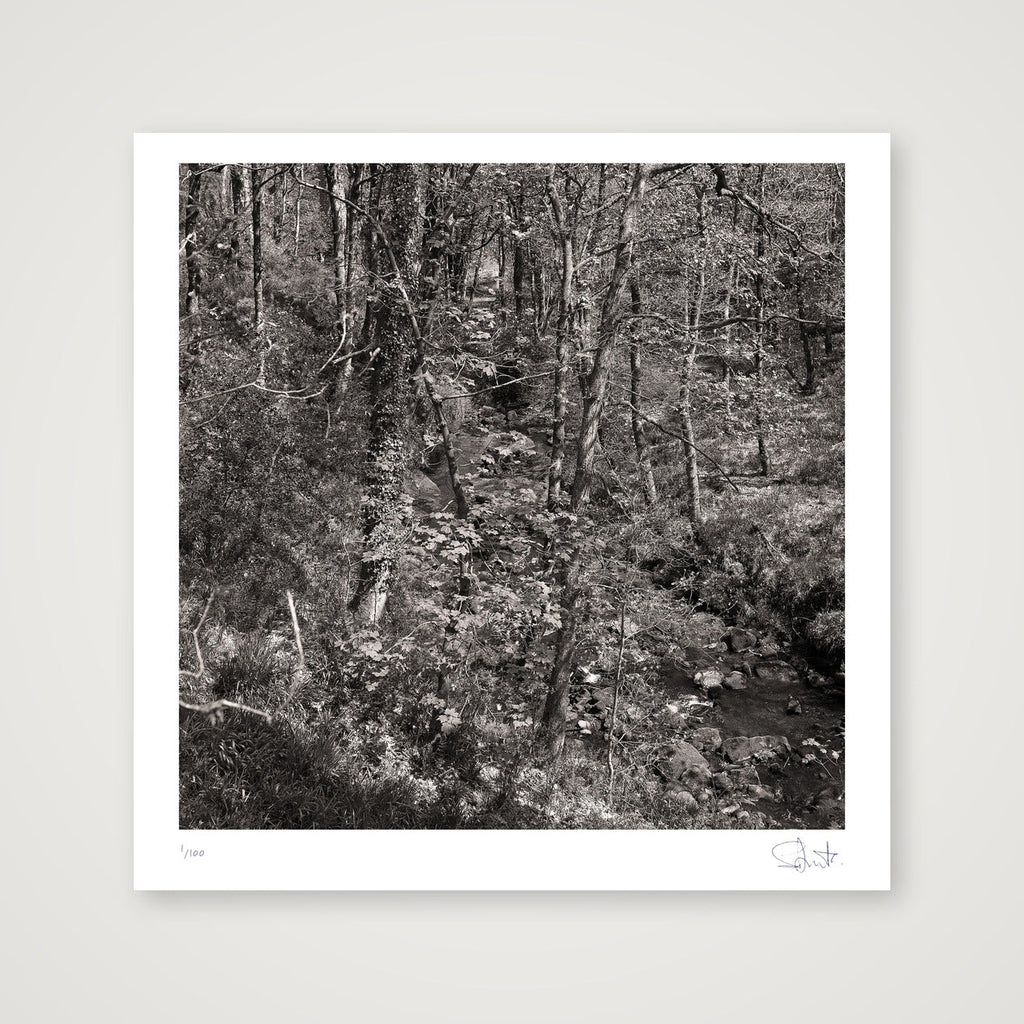 Colden woods, 2023 — 30×30cm, 12×12" Print only