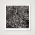 Colden woods, 2023 — 30×30cm, 12×12" Print only