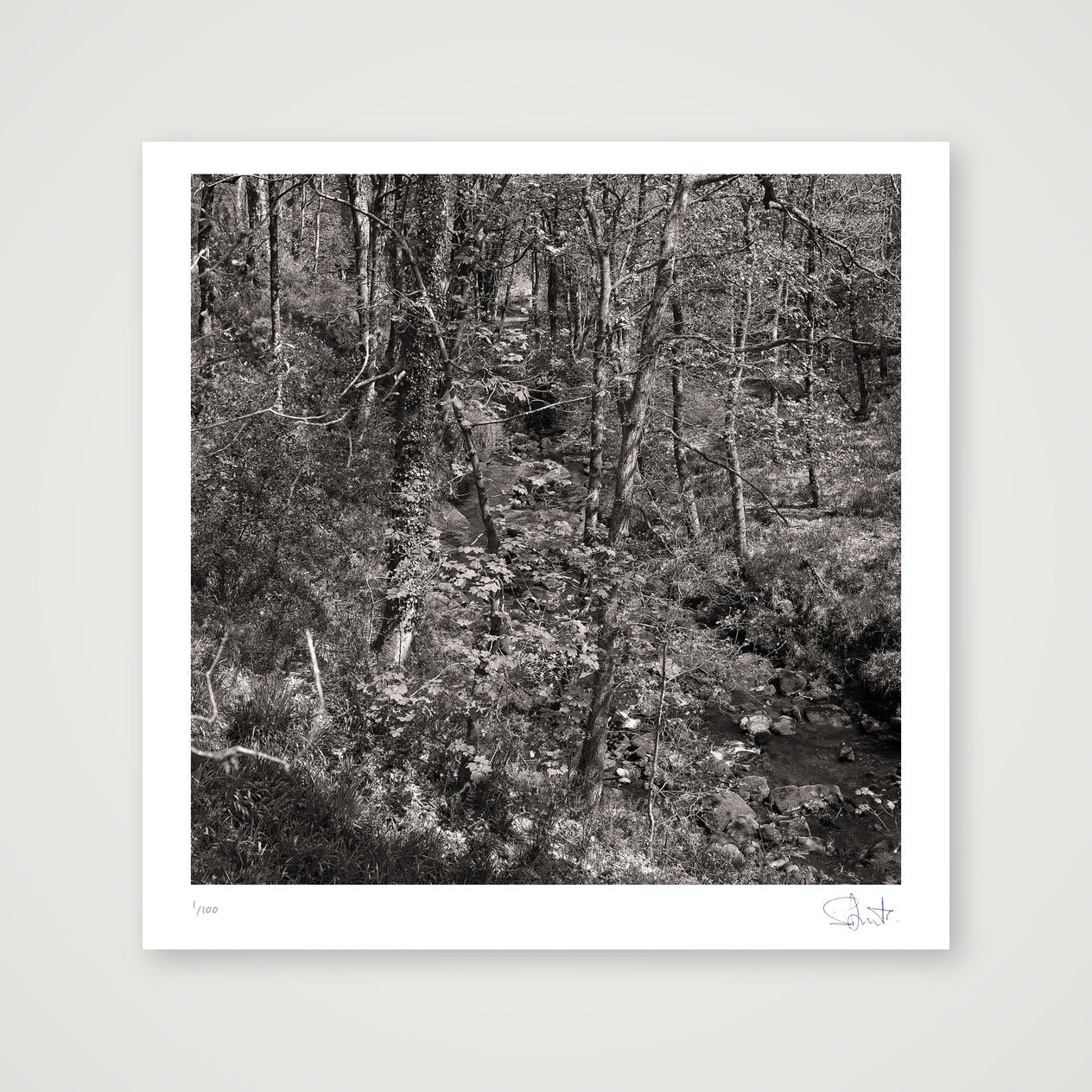 Colden woods, 2023 — 30×30cm, 12×12" Print only