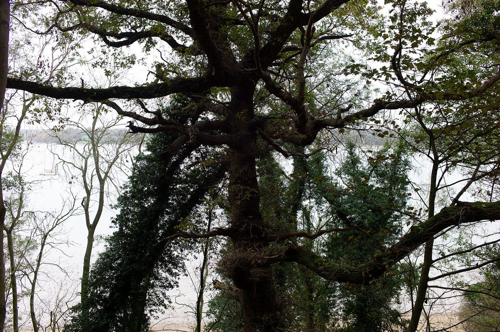 Tree. Suffolk, 2020