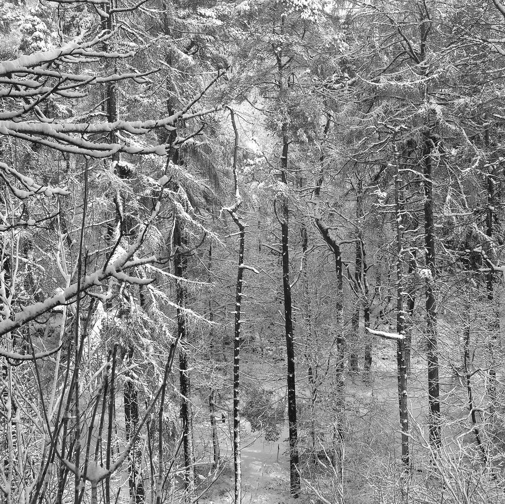 Lee Wood snow, 2023