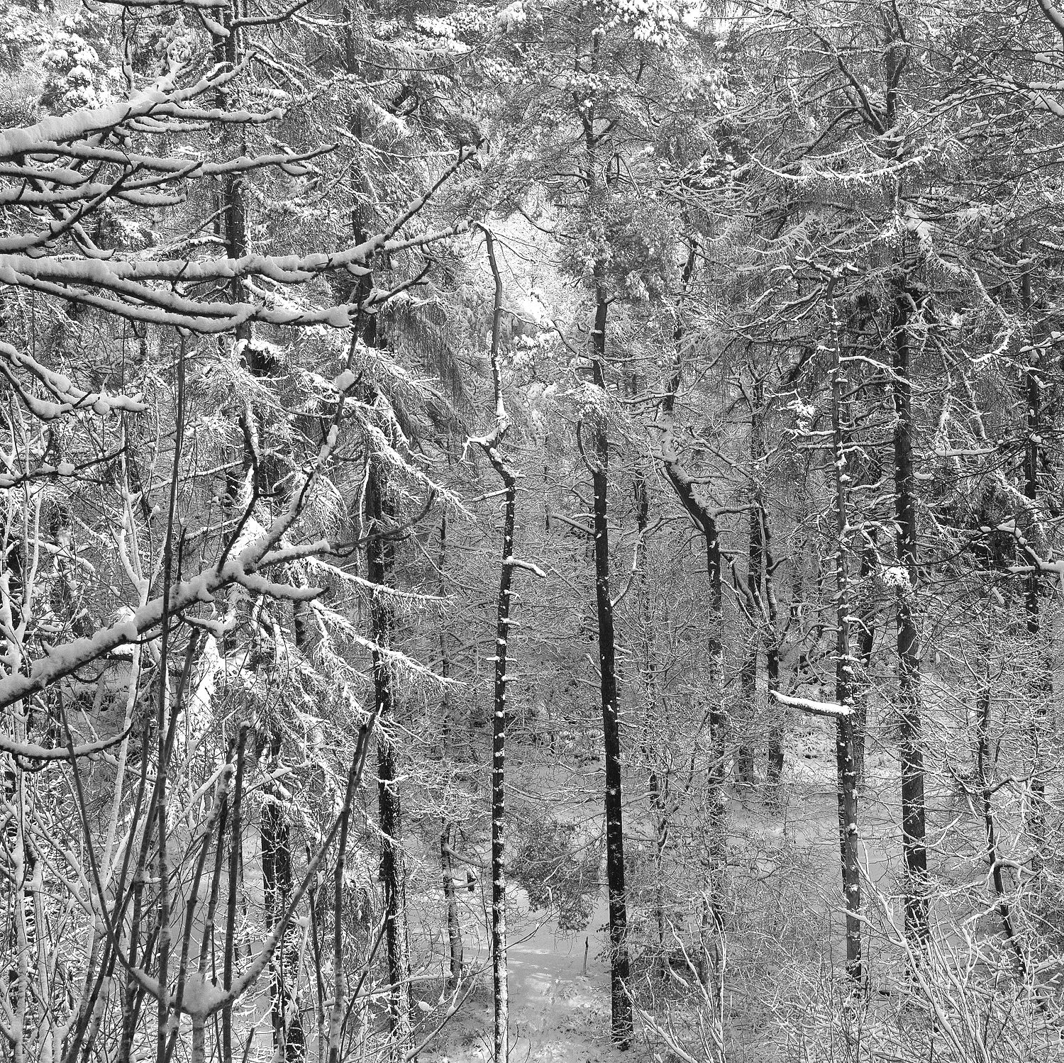 Lee Wood snow, 2023