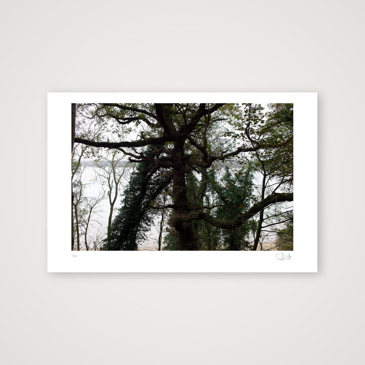 Tree. Suffolk, 2020 — 45×30cm, 18×12" Print only