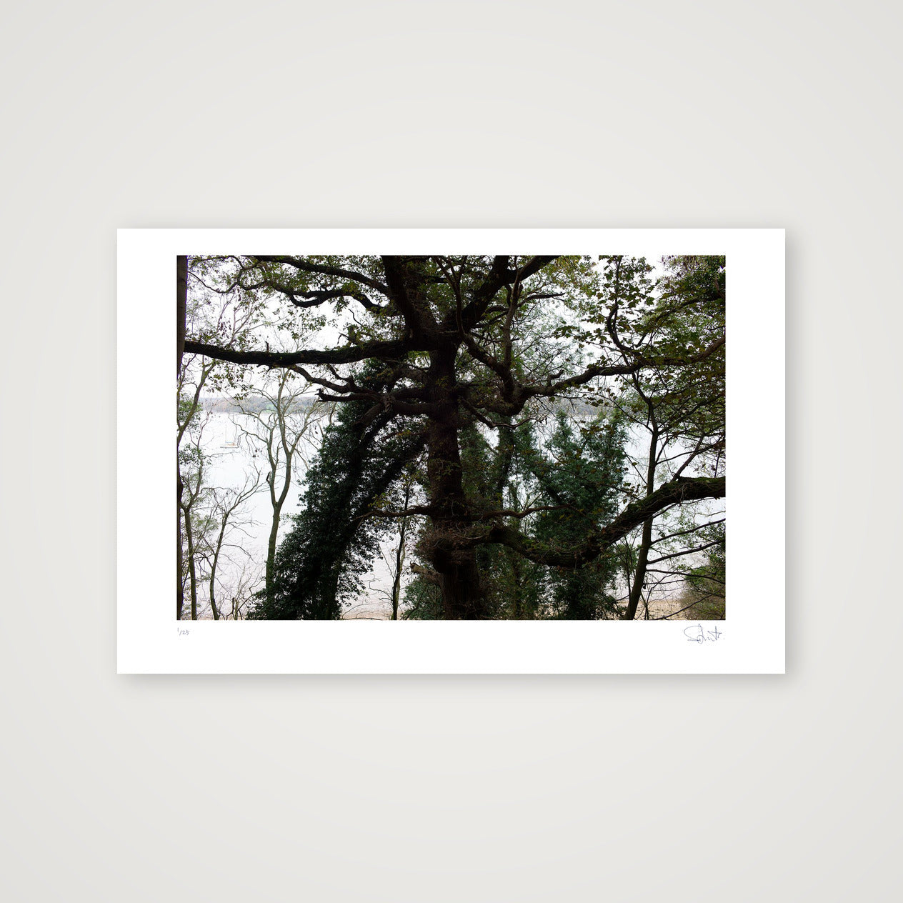 Tree. Suffolk, 2020 — 60×40cm, 24×16" Print only