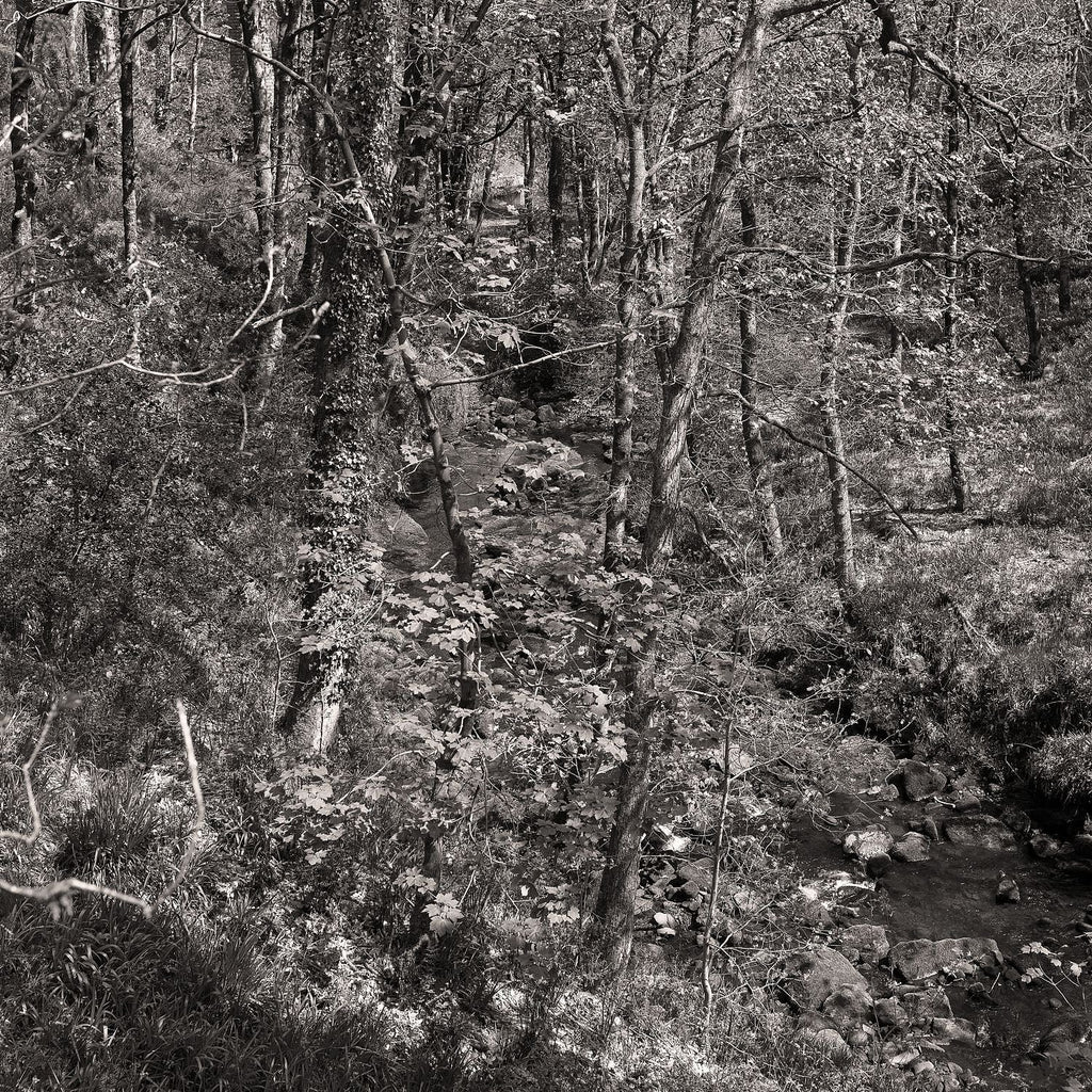 Colden woods, 2023