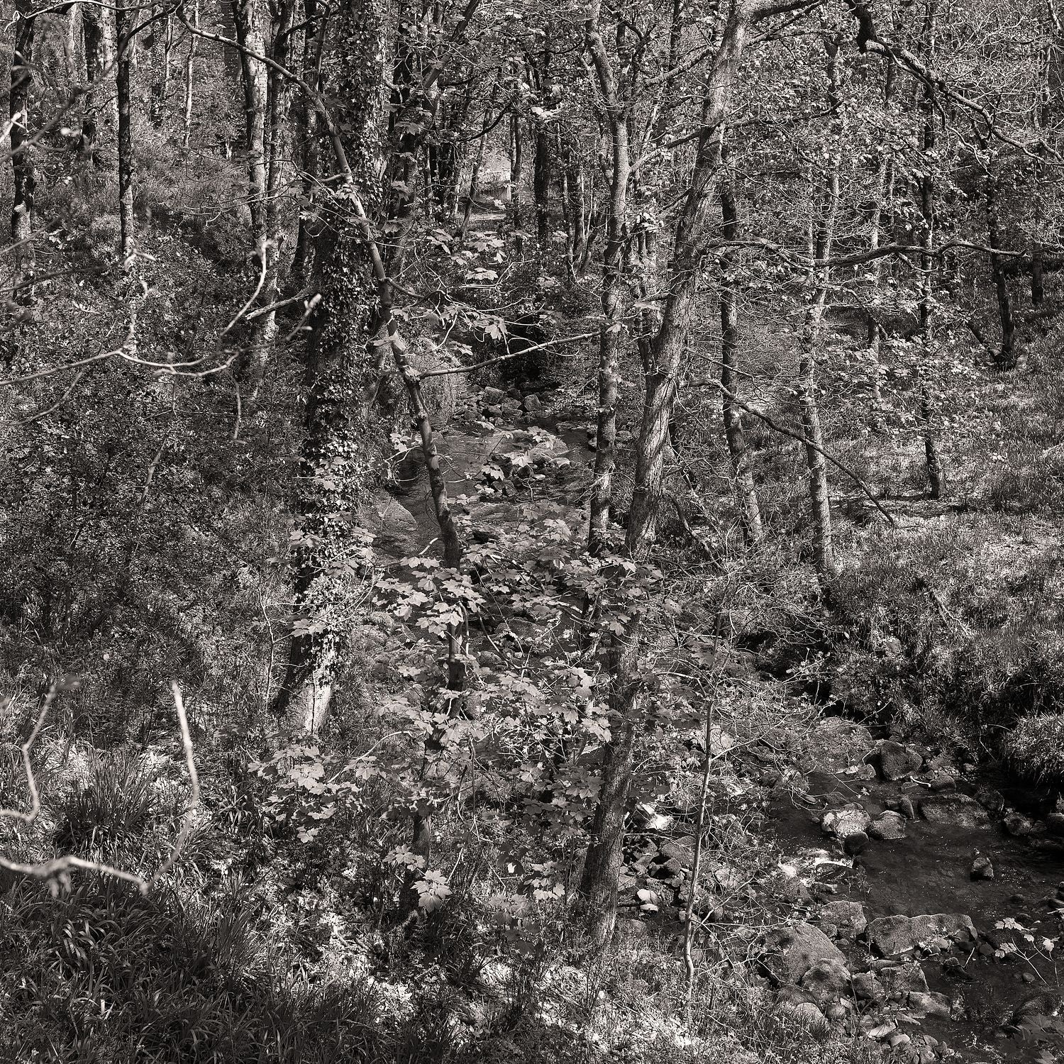Colden woods, 2023