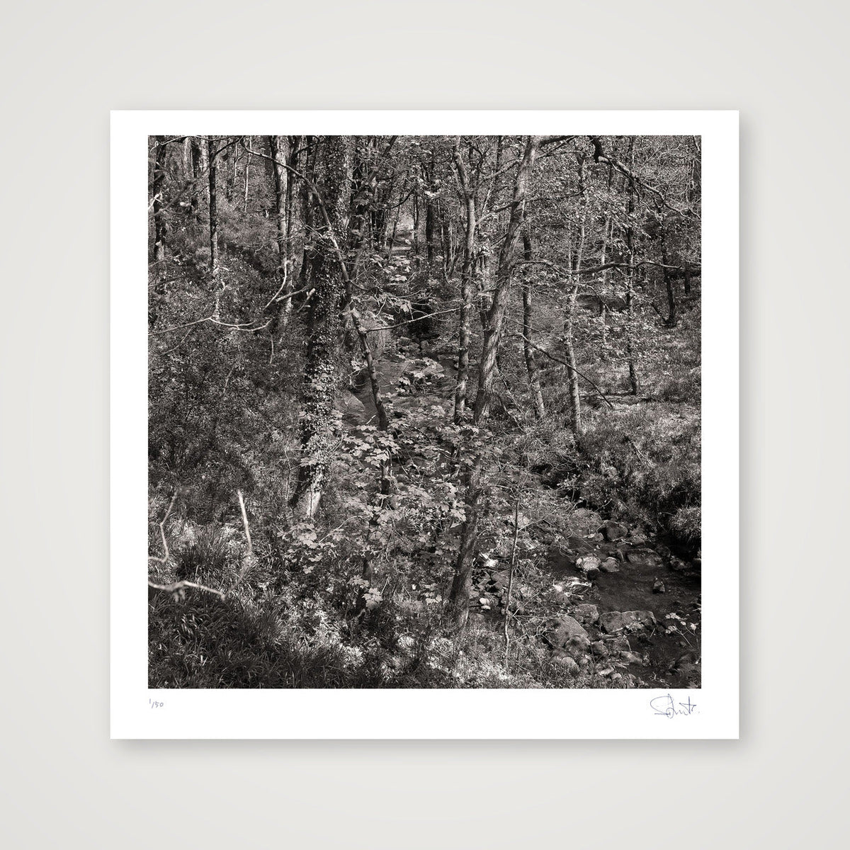 Colden woods, 2023 — 40×40cm, 16×16" Print only