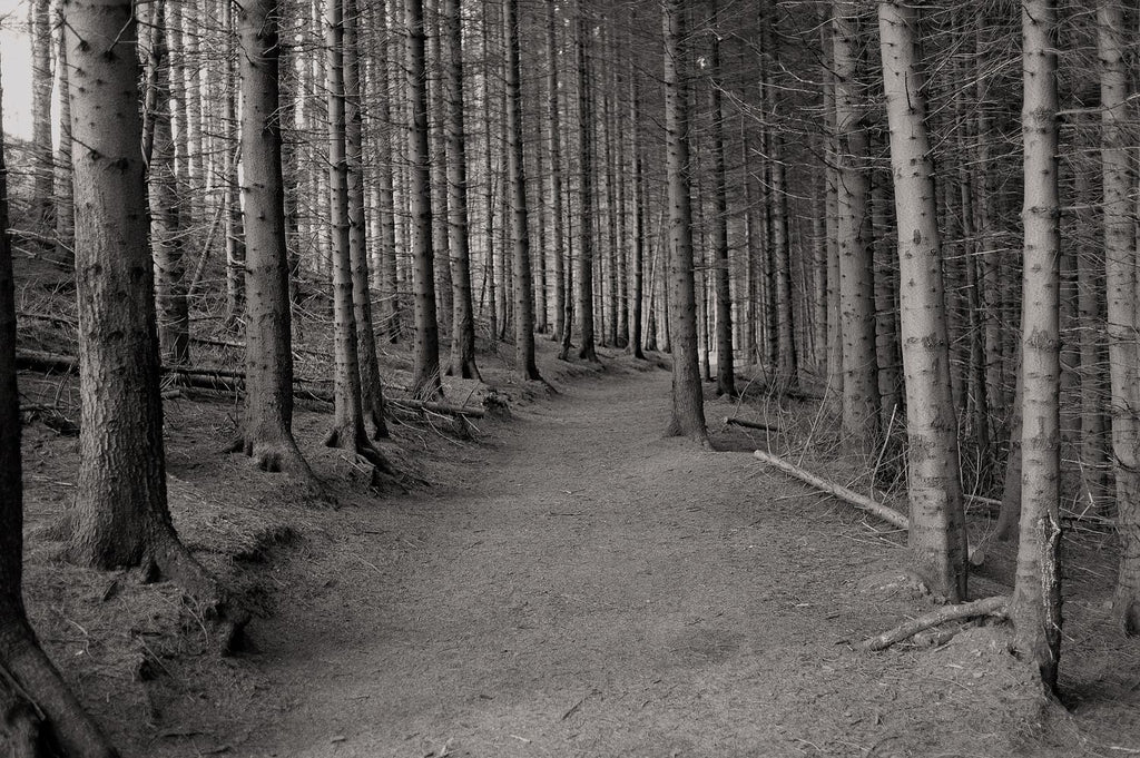 Woods. Yorkshire, 2020