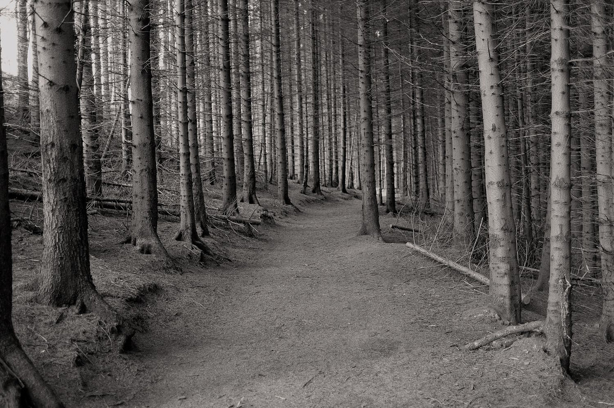 Woods. Yorkshire, 2020