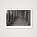 Woods. Yorkshire, 2020 — A4 (30×21cm, 12×8") Print only